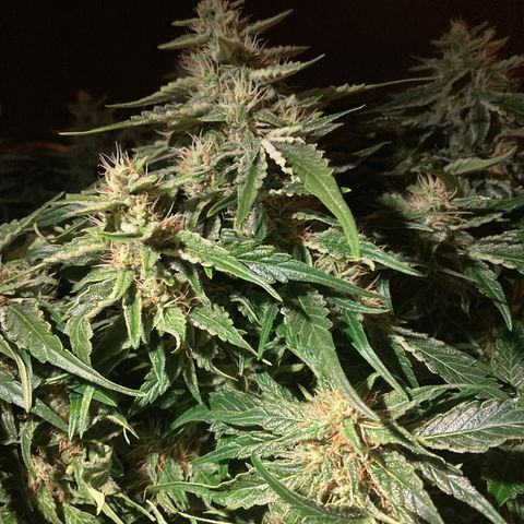 Niagara growlog timeline photo