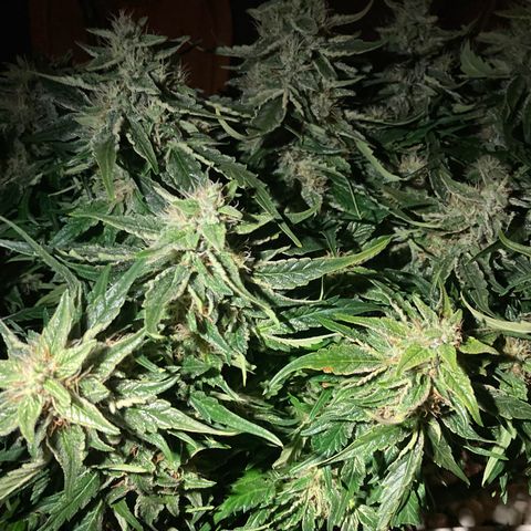 Niagara growlog timeline photo