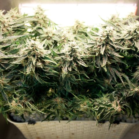 Niagara growlog timeline photo