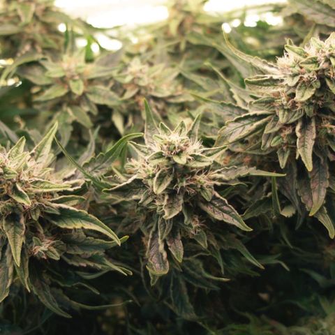 Niagara growlog timeline photo