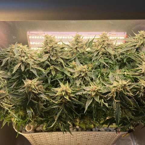 Niagara growlog timeline photo