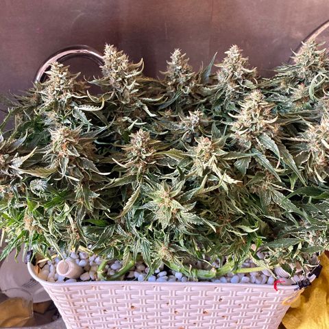 Niagara growlog timeline photo
