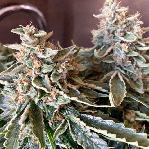 Niagara growlog timeline photo