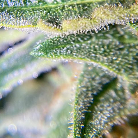 Niagara growlog timeline photo