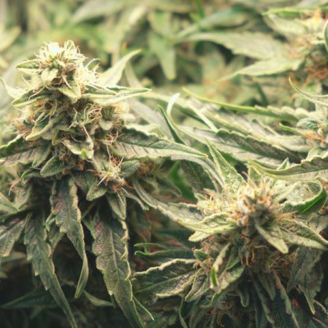 Niagara growlog timeline photo