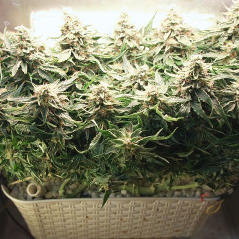 Niagara growlog timeline photo