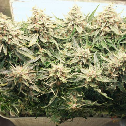 Niagara growlog timeline photo