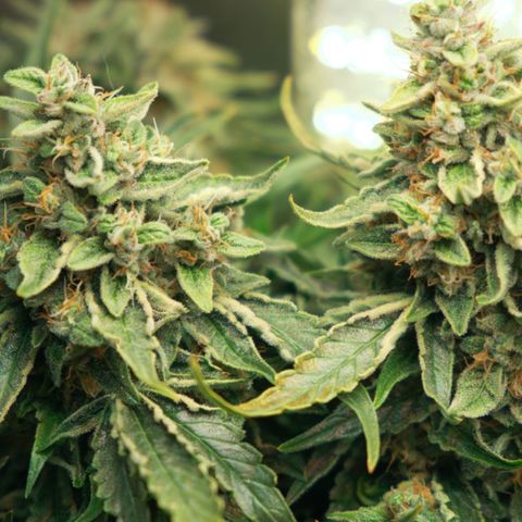 Niagara growlog timeline photo