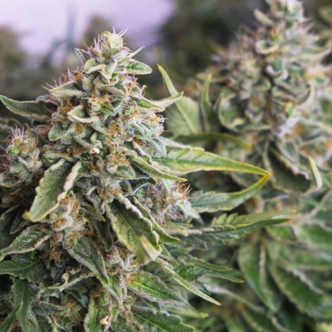 Niagara growlog timeline photo