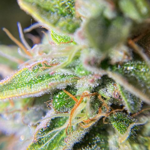 Niagara growlog timeline photo