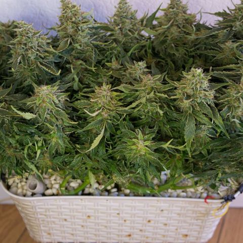 Niagara growlog timeline photo