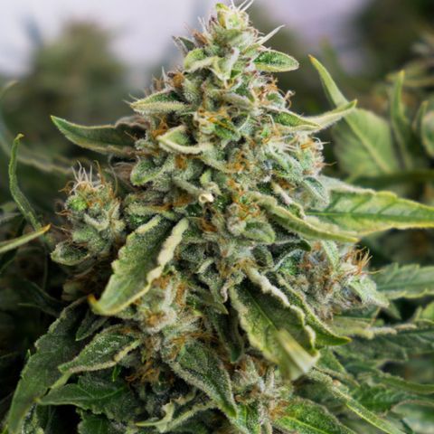 Niagara growlog timeline photo
