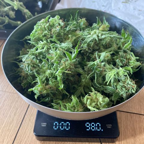 Niagara growlog timeline photo