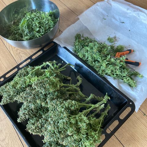 Niagara growlog timeline photo