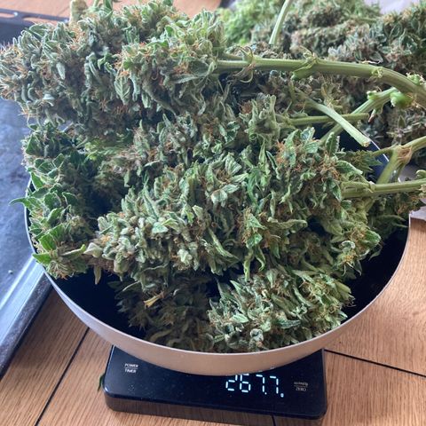 Niagara growlog timeline photo