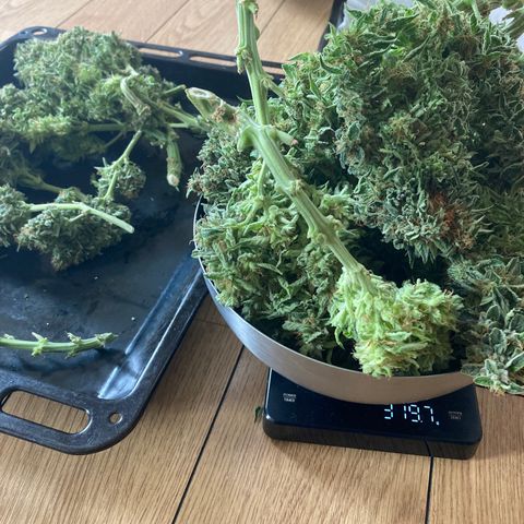 Niagara growlog timeline photo