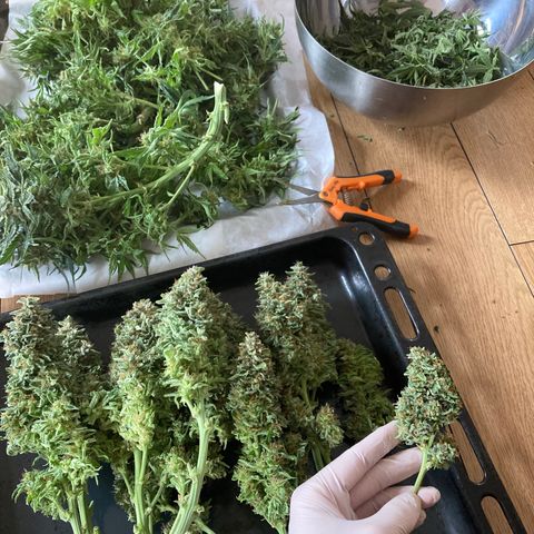 Niagara growlog timeline photo