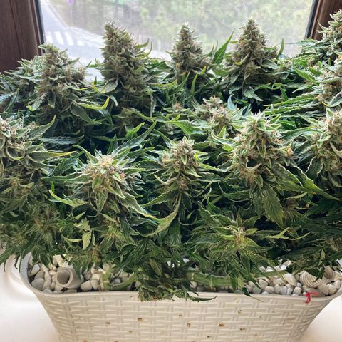 Niagara growlog timeline photo