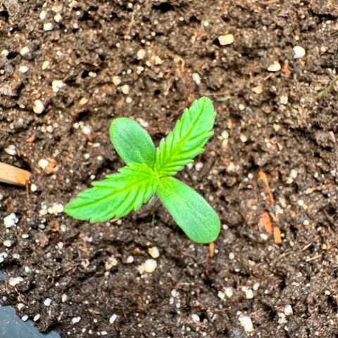 Purple Bud Auto growlog timeline photo