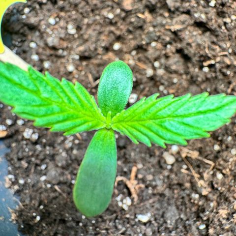 Purple Bud Auto growlog timeline photo