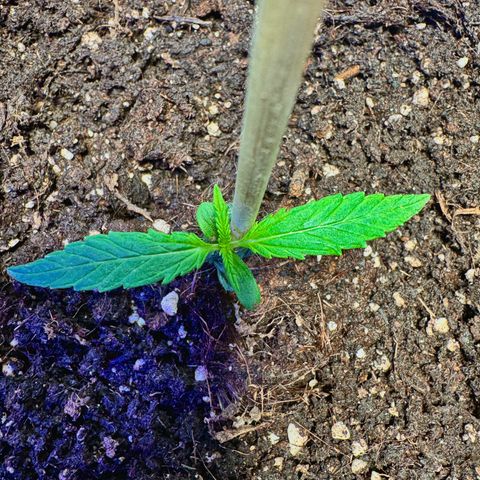 Purple Bud Auto growlog timeline photo