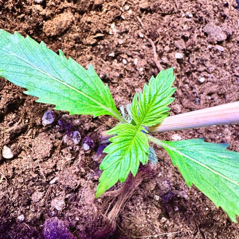 Purple Bud Auto growlog timeline photo
