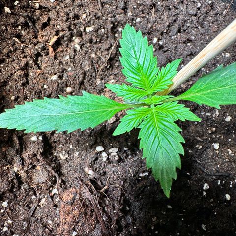 Purple Bud Auto growlog timeline photo