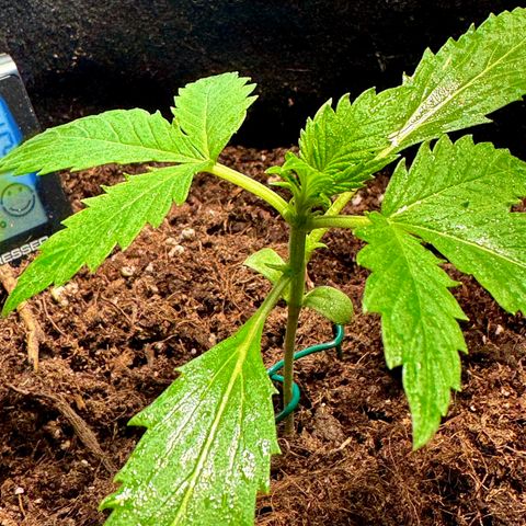 Purple Bud Auto growlog timeline photo