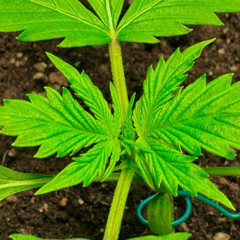 Purple Bud Auto growlog timeline photo
