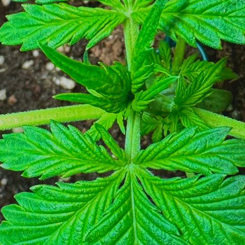 Purple Bud Auto growlog timeline photo