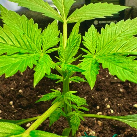 Purple Bud Auto growlog timeline photo
