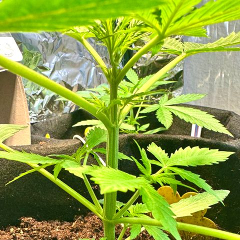 Purple Bud Auto growlog timeline photo