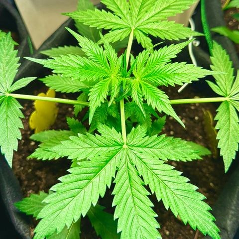 Purple Bud Auto growlog timeline photo