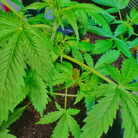Purple Bud Auto growlog timeline photo