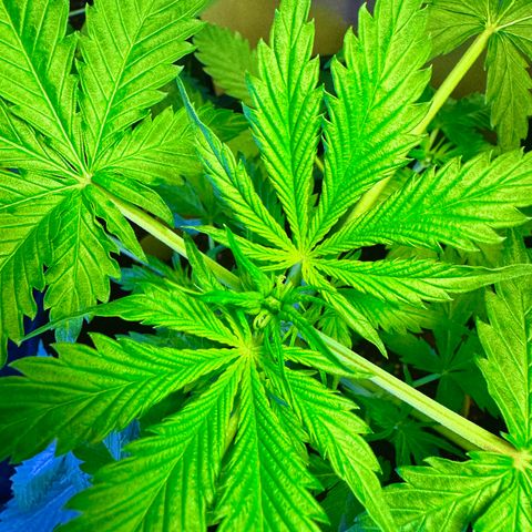 Purple Bud Auto growlog timeline photo