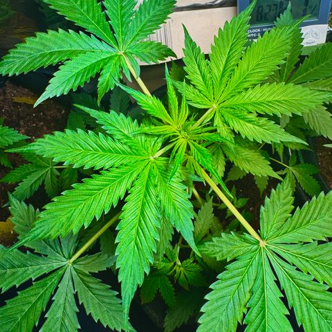 Purple Bud Auto growlog timeline photo