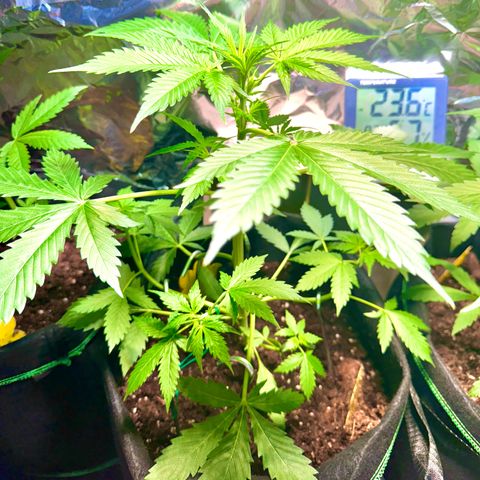 Purple Bud Auto growlog timeline photo