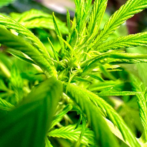 Purple Bud Auto growlog timeline photo