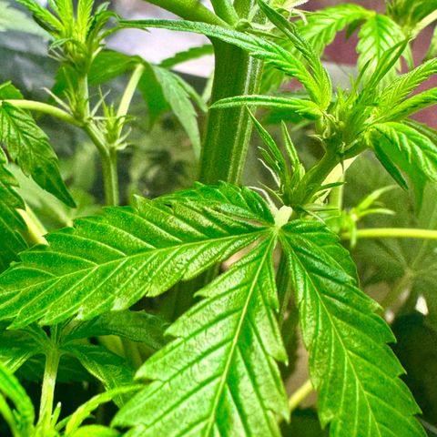 Purple Bud Auto growlog timeline photo