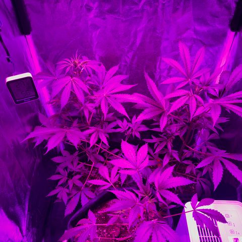 Purple Bud Auto growlog timeline photo