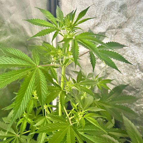 Purple Bud Auto growlog timeline photo