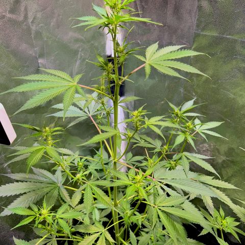 Purple Bud Auto growlog timeline photo