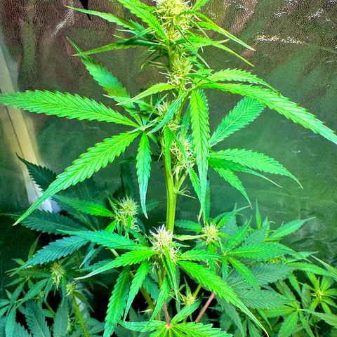 Purple Bud Auto growlog timeline photo
