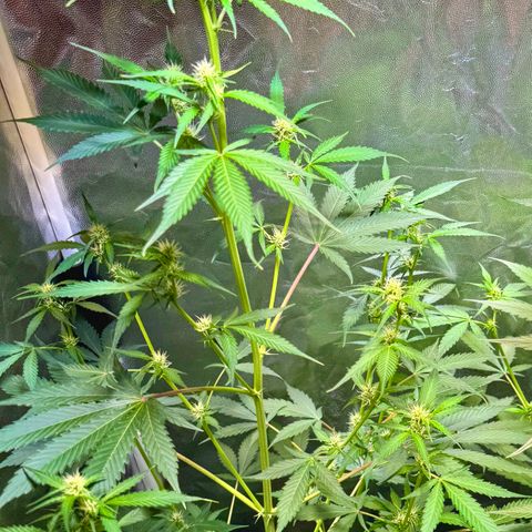 Purple Bud Auto growlog timeline photo