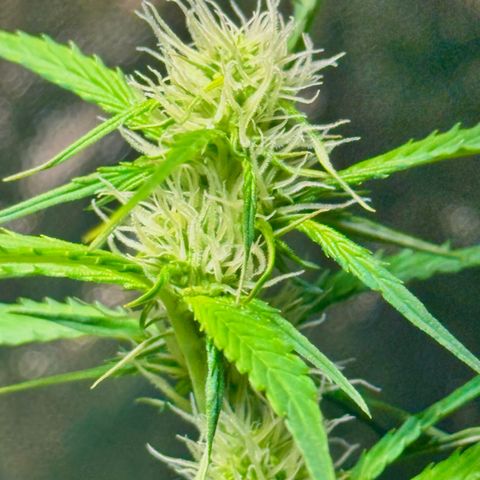 Purple Bud Auto growlog timeline photo