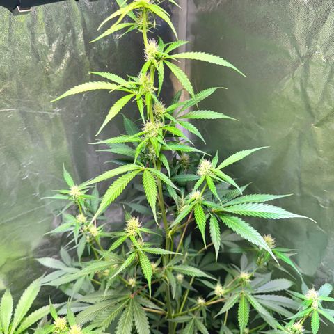Purple Bud Auto growlog timeline photo