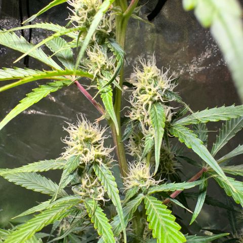 Purple Bud Auto growlog timeline photo