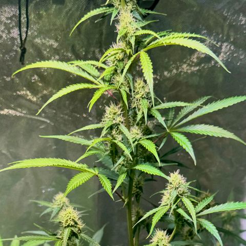 Purple Bud Auto growlog timeline photo
