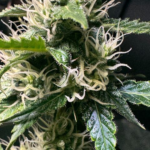 Purple Bud Auto growlog timeline photo