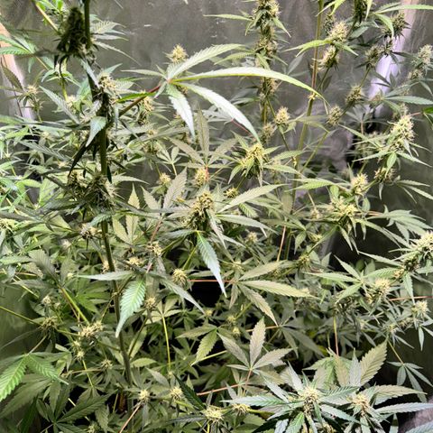 Purple Bud Auto growlog timeline photo